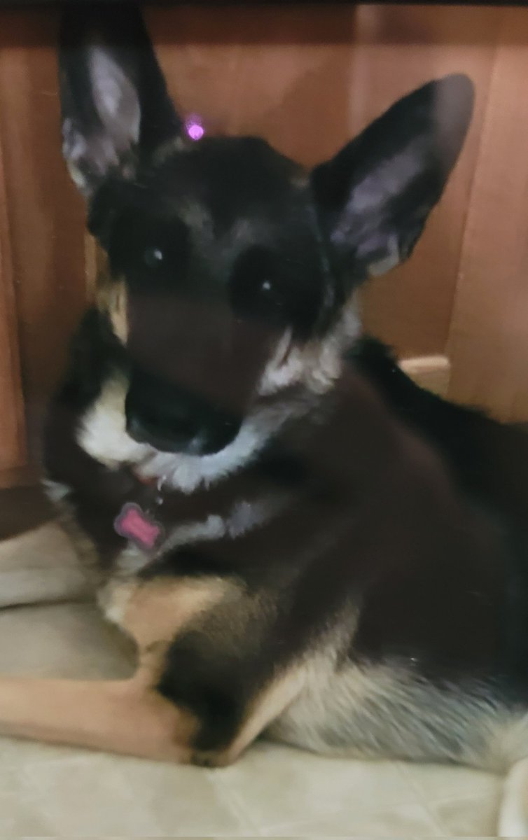 Man's best friend. A special animal for us. Will miss you Prentiss