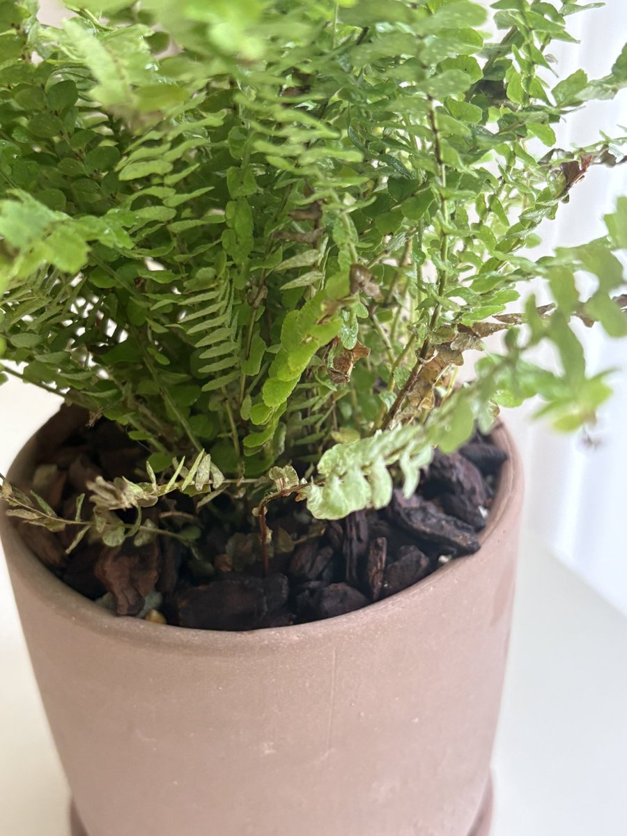 해먹는 사람 tweet media