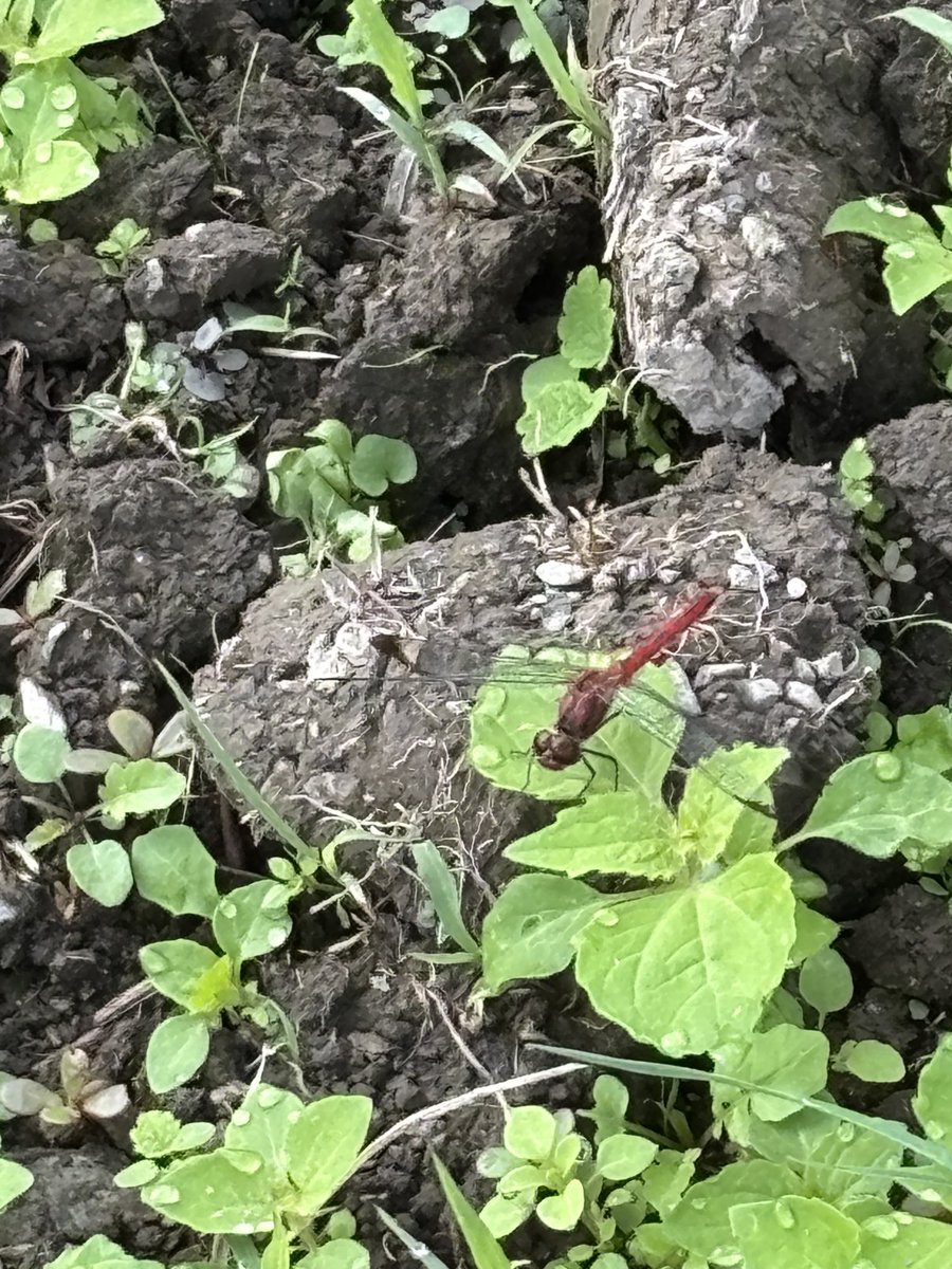 sonata0225's tweet photo. Sunny morning vibes ⛅️Even the red dragonfly was enjoying the season! Got a snap as it looked right at the camera 📸❤️
#SunnyMorning
#RedDragonfly
#InsectPhotography
#NatureMoment https://t.co/RhIvFdR2Tr