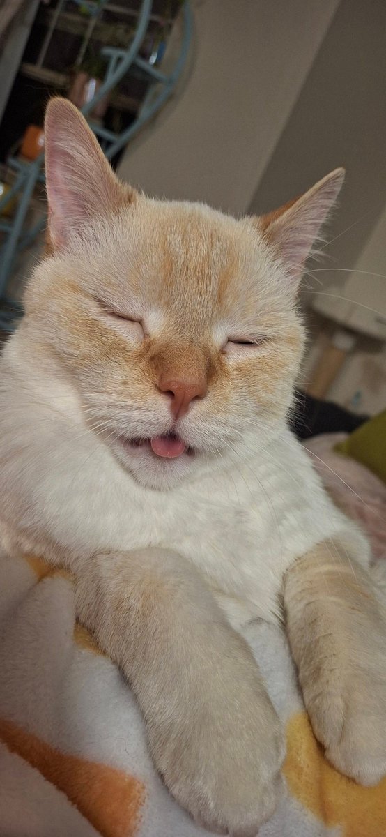 babydogfanclub's tweet image. nurse baby dog still on duty, but happy his patient is well enough to hang out on the couch together