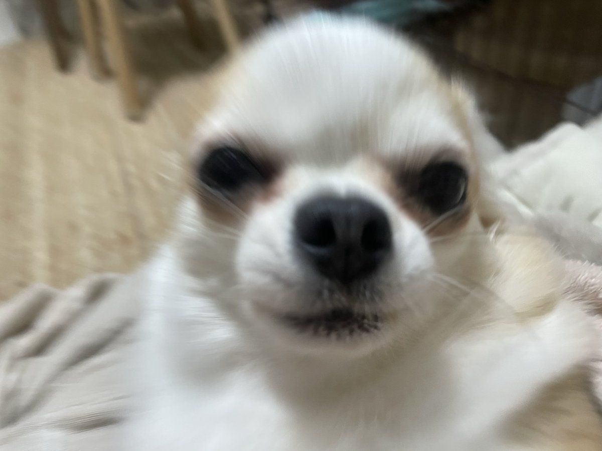 に (@donyoku_jp) on Twitter photo 