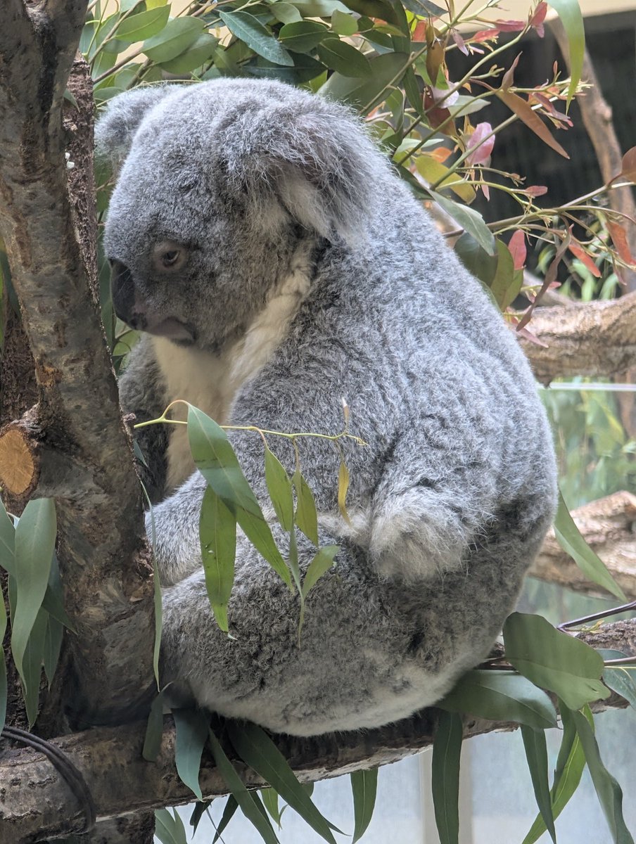 fuchimiyuko's tweet photo. 昨日はお休みだったので、動物園に愛しのコアラに会いに行きました🐨
ずっと見ていられる可愛さ……よくみたら目が〜😆
#コアラ https://t.co/AZwwYnU1h7