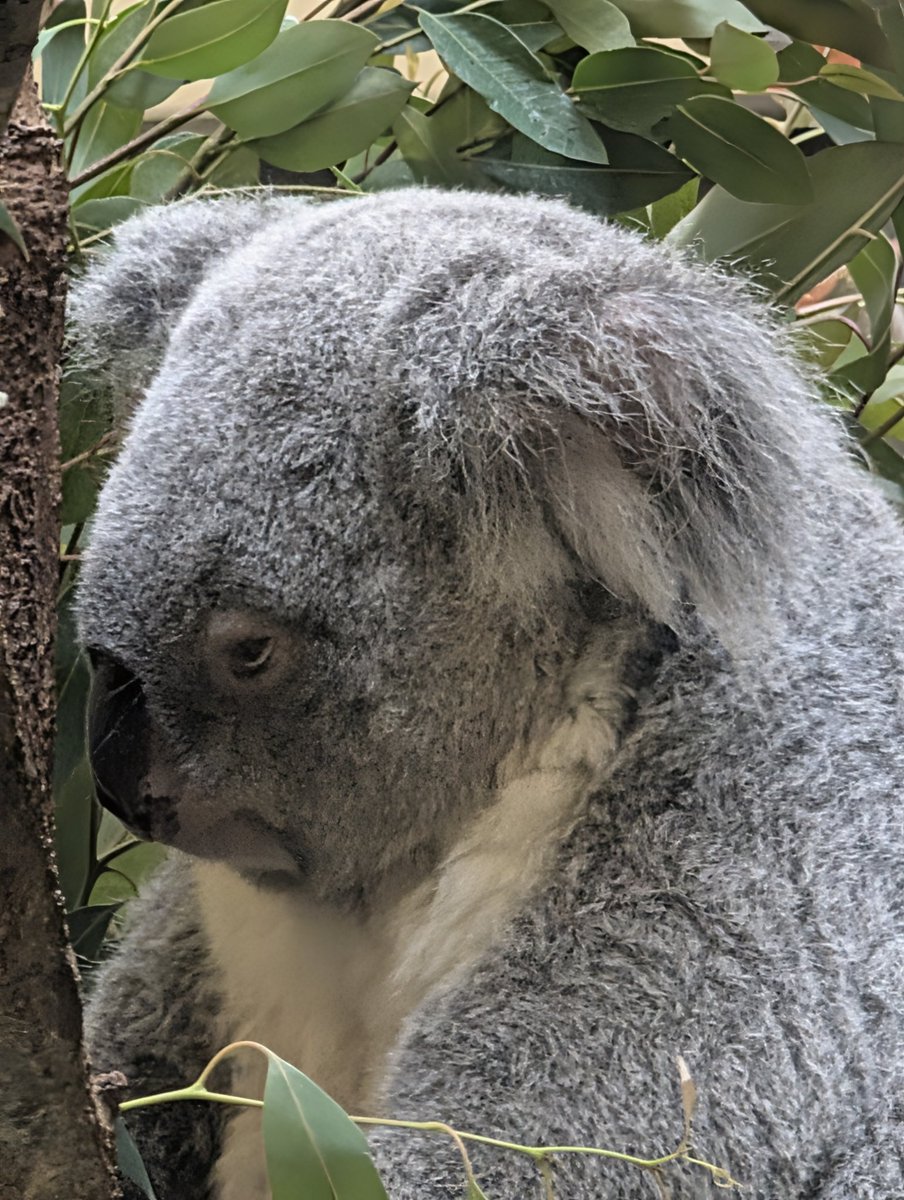 fuchimiyuko's tweet photo. 昨日はお休みだったので、動物園に愛しのコアラに会いに行きました🐨
ずっと見ていられる可愛さ……よくみたら目が〜😆
#コアラ https://t.co/AZwwYnU1h7