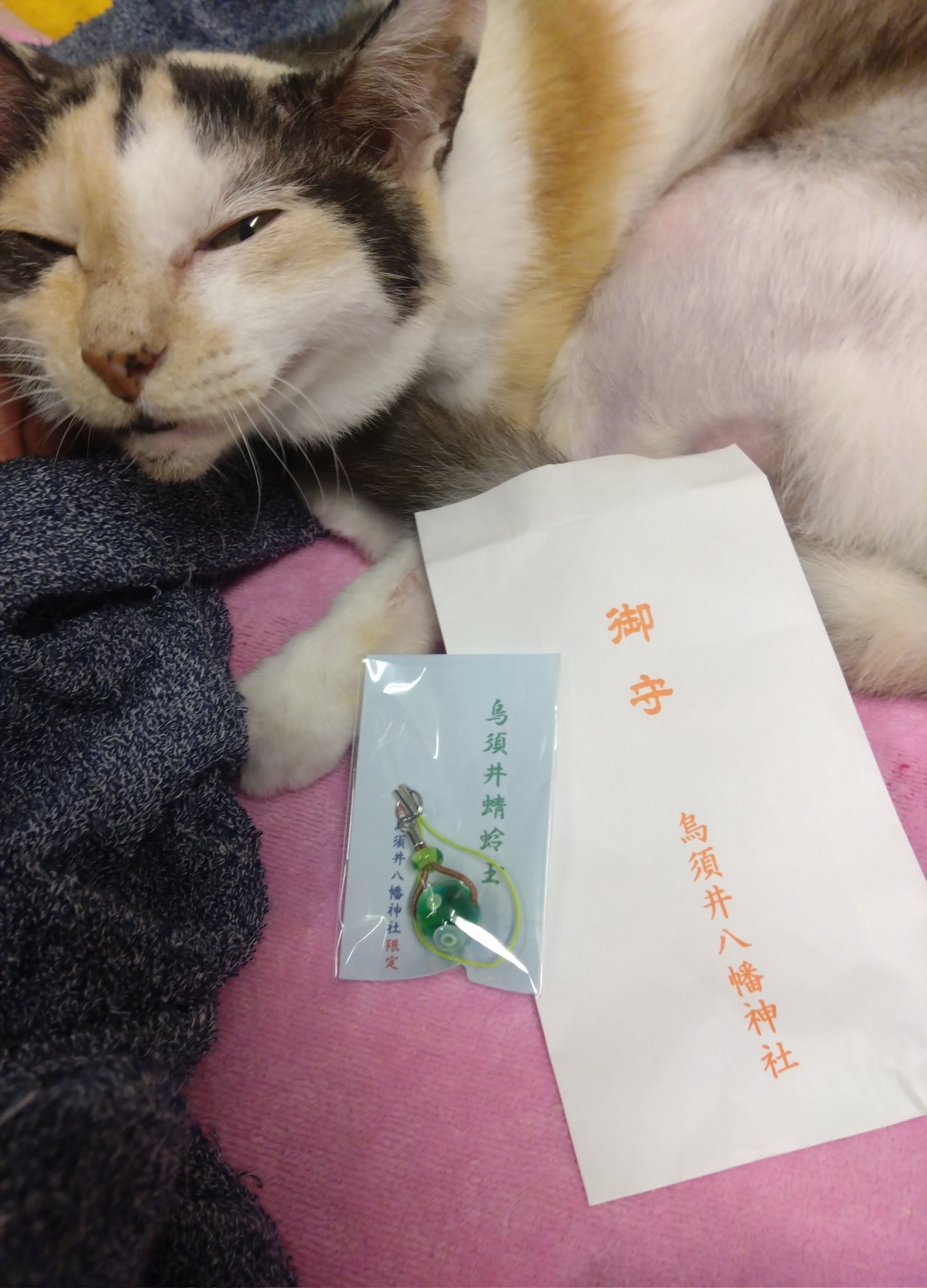 ♡1周年記念SALE♡ぐでねこちゃんとイチョウ ミケ猫 ♡1周年