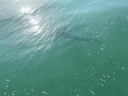 Fakechew's tweet image. Quindalup boat ramp this morning at 8am @SLSWA whilst fishing off the jetty 15-20m from shore!