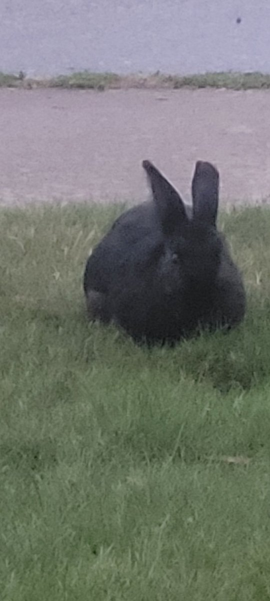 Neota4's tweet photo. @AlanZweibel I never come on this platform anymore but I just left my office and this little bunny bunny was outside.

#BunnyBunny
#FirstOfTheMonth https://t.co/PRVYnkNUPv