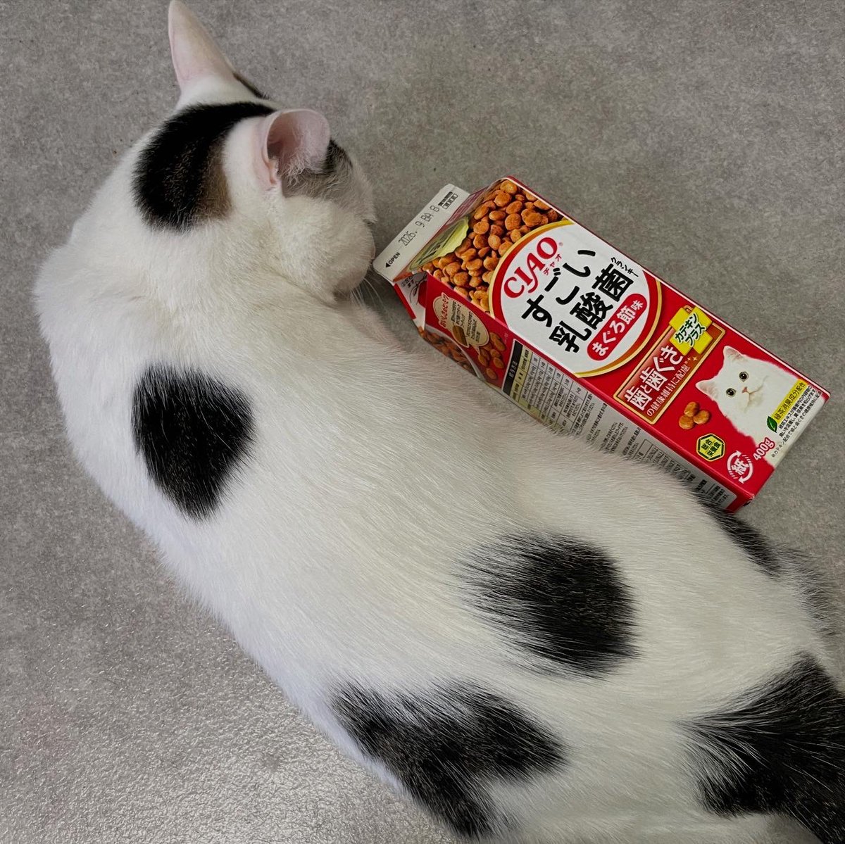 【お茶の水店】🍵

ご飯のご支援が届きました🎁✨
写真のお手伝いは「キジ介とレン吉」🧡💛
ご支援いただけるお陰で猫たちは大好きなごはん時間がもっと楽しくなります🎶ご支援本当にありがとうございます！

現在在庫がないもの
・クマ笹エキス
・免疫スパン