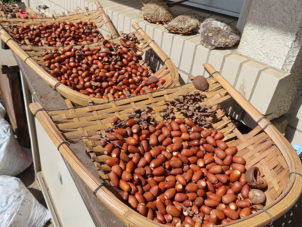 【どんぐりまつり様専門ページ】 都立篠崎公園 on X: 