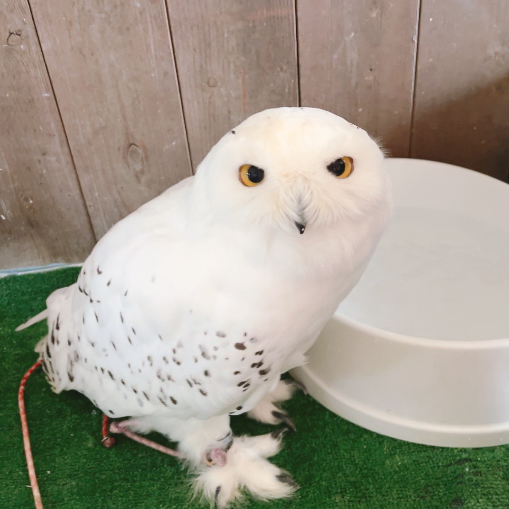 シロフクロウ　オウル　owl 動物図鑑（シロフクロウ） | 地方独立行政法人天王寺動物園