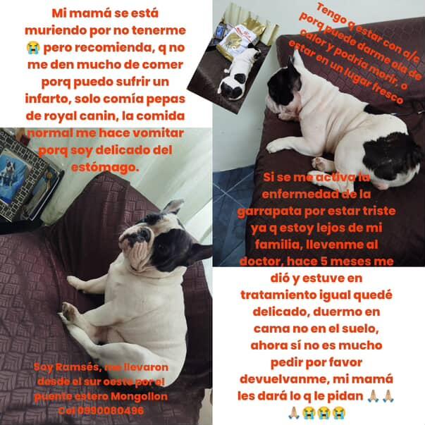EmergenciasEc's tweet photo. #PerritoPerdido
Ayuden a compartir por favor, gracias https://t.co/8gm7bEjuJy