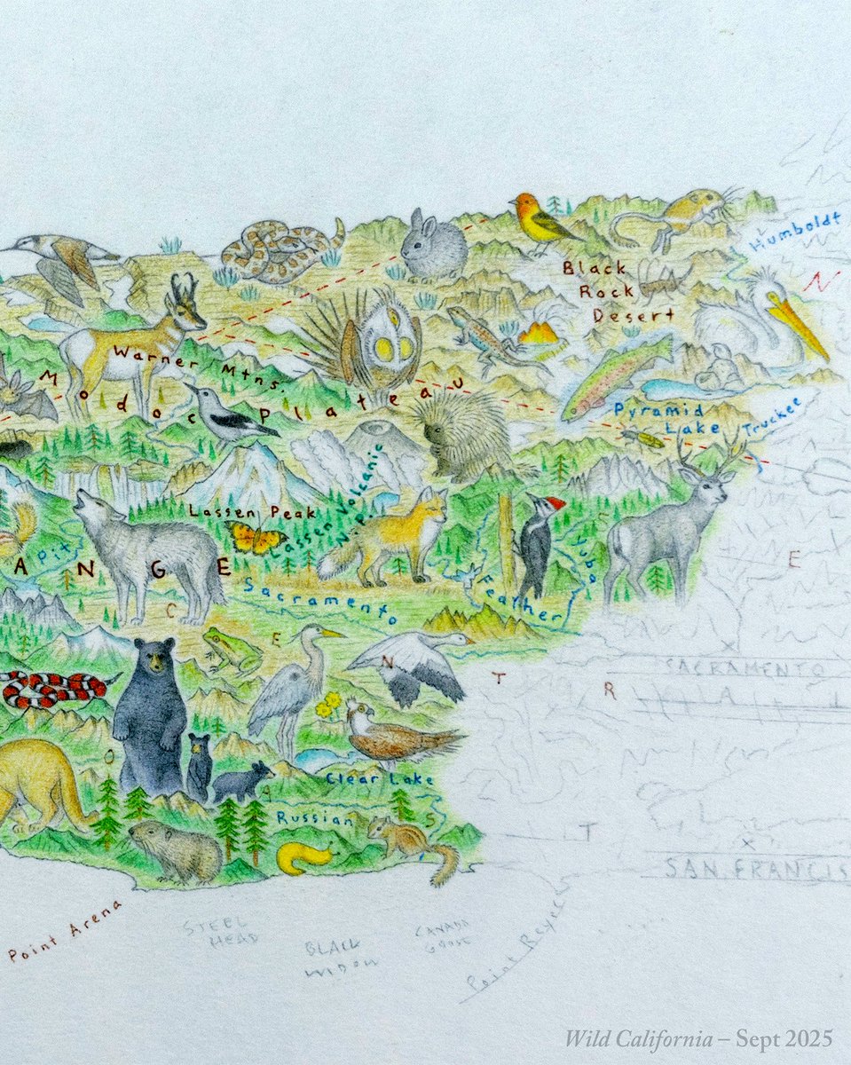 It’s been ages since I posted here, but in case map people are still around I wanted to share what I’ve been drawing.

Tentatively titled Wild California, it focuses on the wildlife &amp; landscapes of this spectacular state – with an oblique angle giving me a new challenge ✍️
