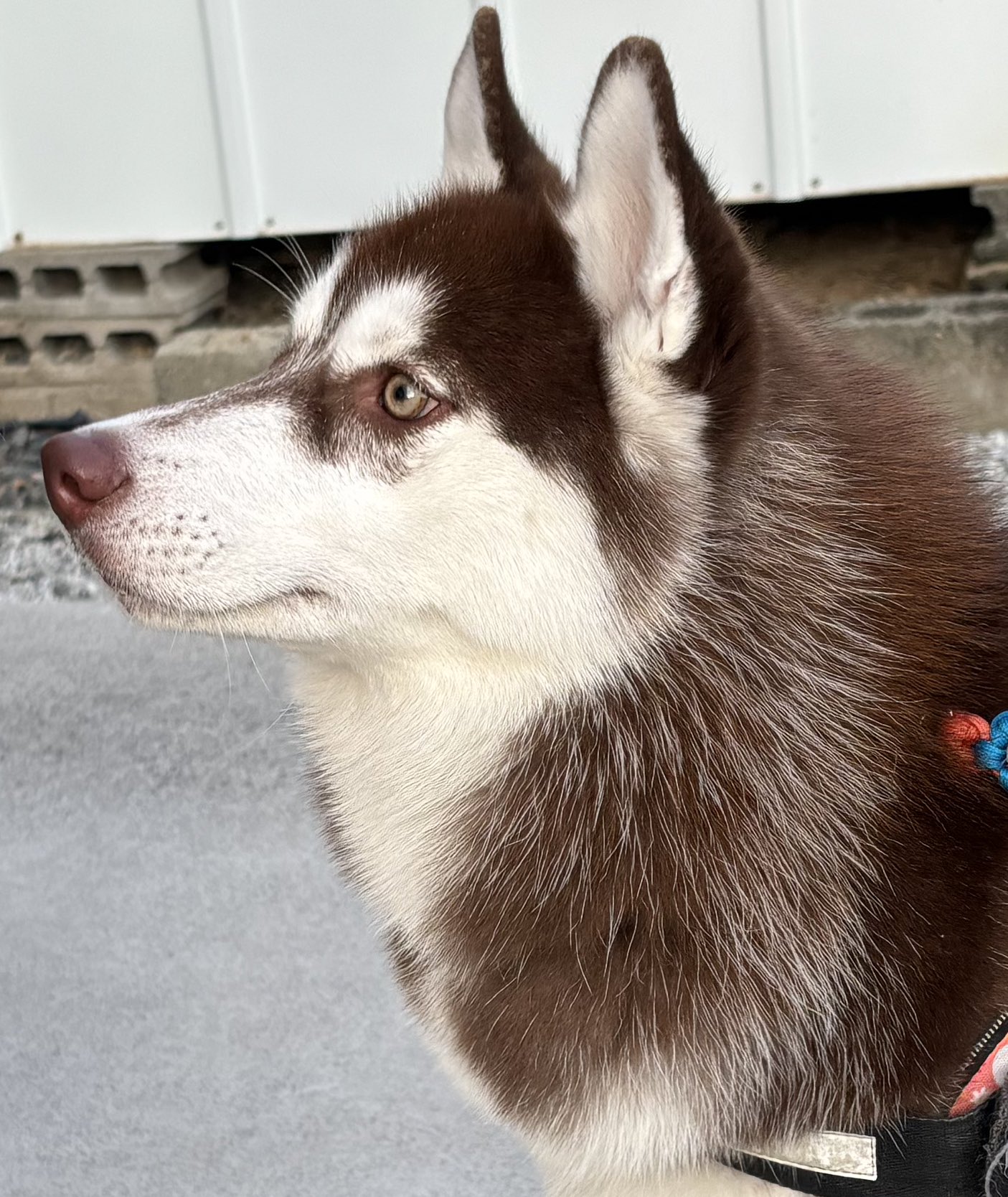 ふくまるページ Highlights by ふくまる＋ぶな＝ (@fukumaru_buna) / X