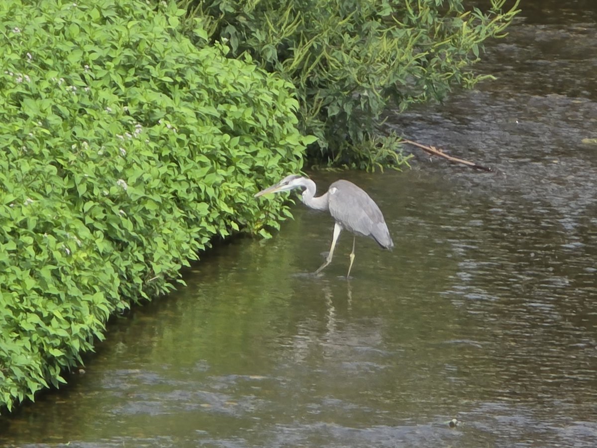 3ヶ月ぶりに野鳥撮影。スマホでだけど...
3時間位同じところで食事してるパイセン