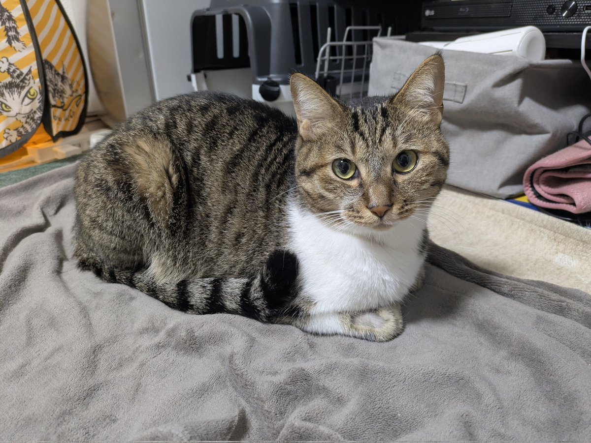 猫のテト tweet media