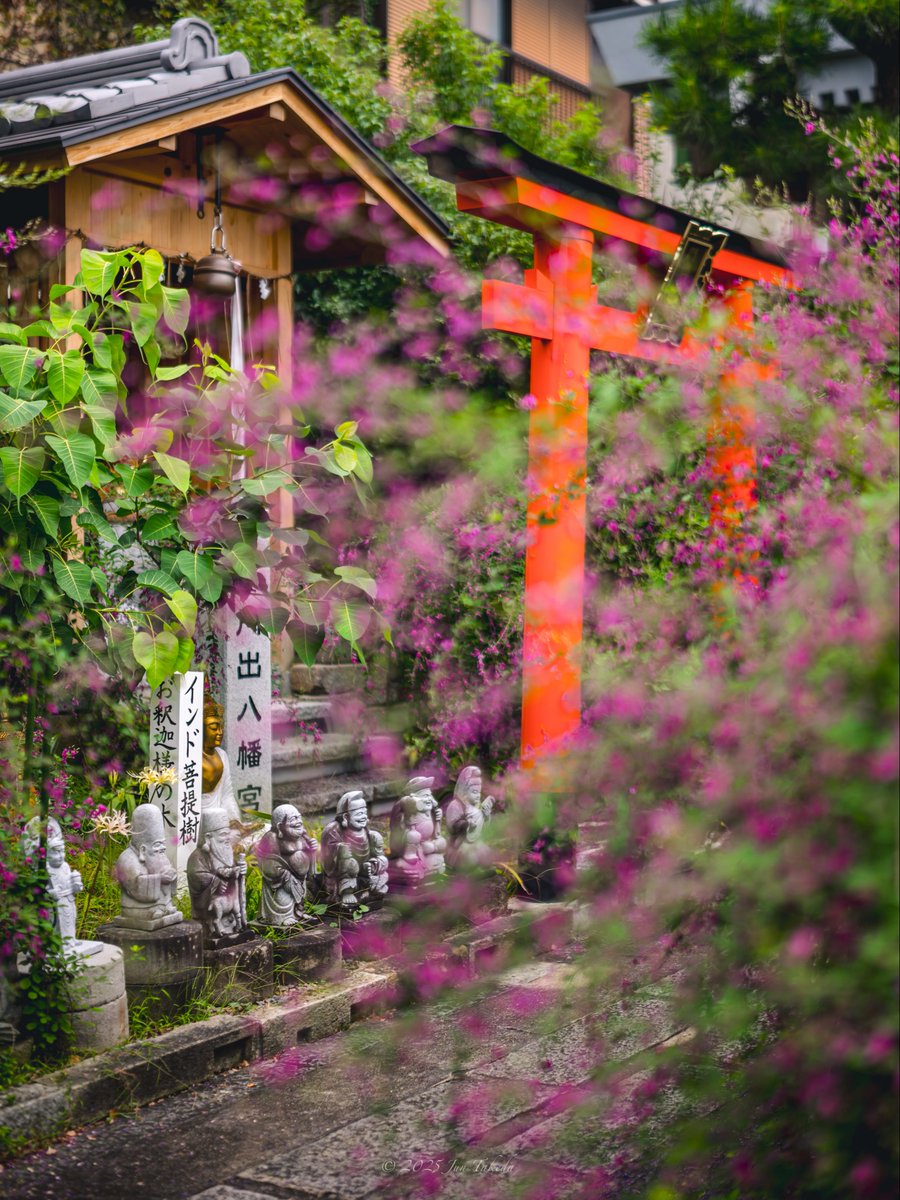 man_tac's tweet image. &amp;lt;京都伏見勝念寺・萩の中のお地蔵様&amp;gt;
2025.9.26撮影

#TLを花でいっぱいにしよう 
Leica SL2-S x SIGMA 16-28mm F2.8 DG DN | Contemporary, 50mm F1.2 DG DN | Art