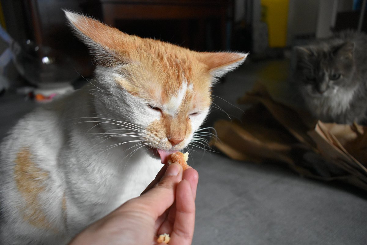 FartyCheddarCat's tweet image. Mama gots a donut ball
I ses it mine, I wants it all!
Da Socky comes, she wants to see
I eats it up, it all for me!

#CheddarPoetry #Donut #YummyNummy #SockyHabCheezInsted #FiggyNotSeeDonut #IAskedForMorButDereNotMor