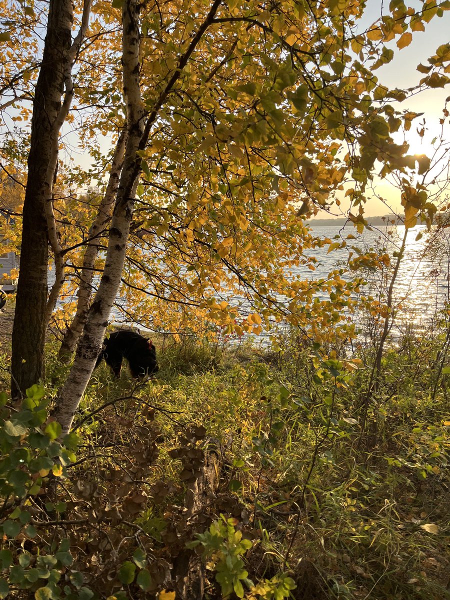 LittleDenene's tweet image. In her element. 

#dogsofx #Saskatchewan