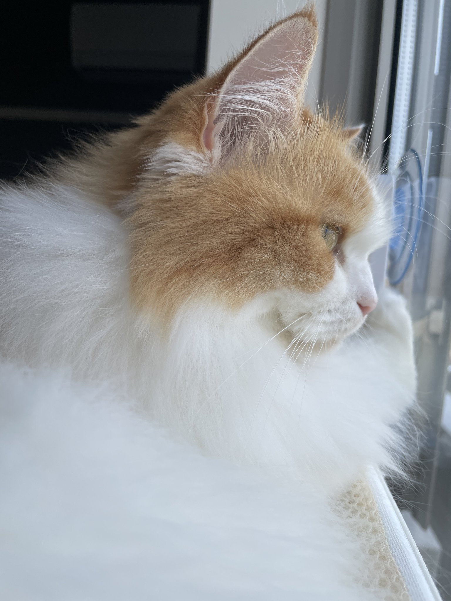 ねこ うい姫日記🐾 on X: 