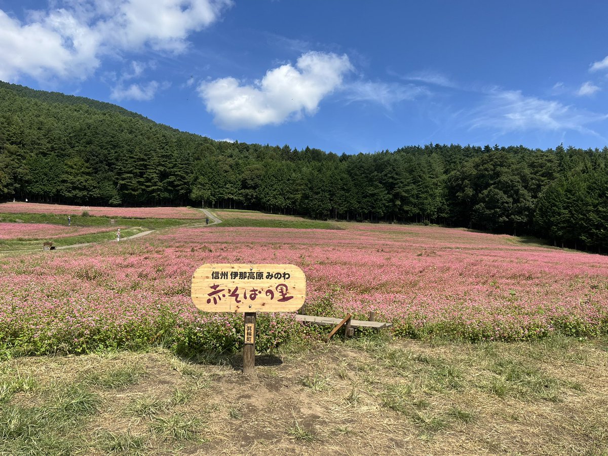 takato_cairn's tweet photo. 10/4より10/13まで赤そば「高嶺ルビー」の蕎麦を販売いたします
高嶺ルビーの生産や販売を手掛けるタカノ株式会社さんからのご提案で、赤そばを見に来られたお客様が赤そばを食べられるようにと今年初めて販売します
箕輪町、宮田村の赤そば畑は今月中旬頃まで見頃のようです
#高嶺ルビー 
#赤そば https://t.co/qXXLVCDvyM