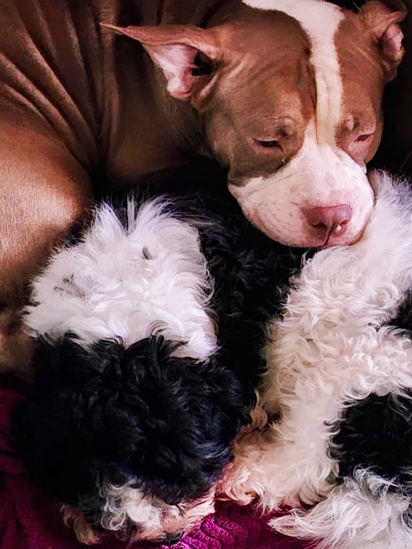 marcymars19's tweet photo. I miss them bigtime 🥹 #FurDad #ilovemydogs https://t.co/0u6dDuCQnR