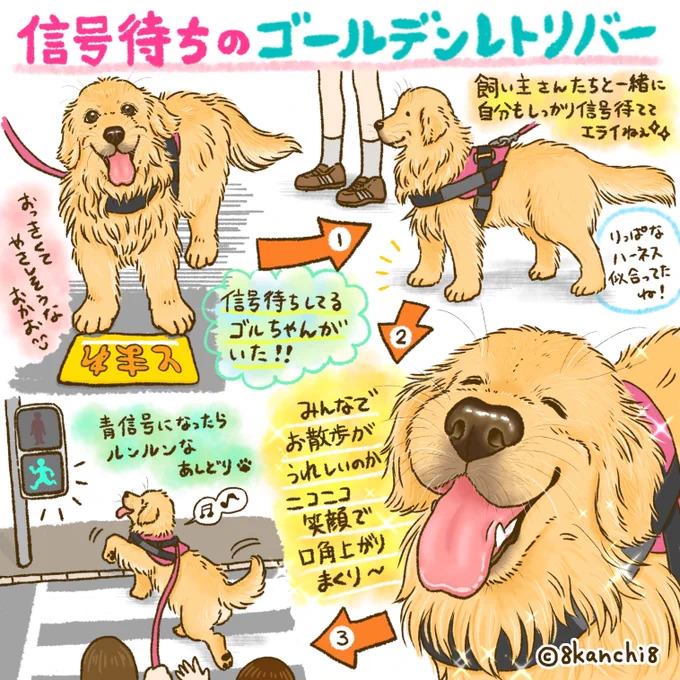 信号待ち中のゴールデンレトリバー 