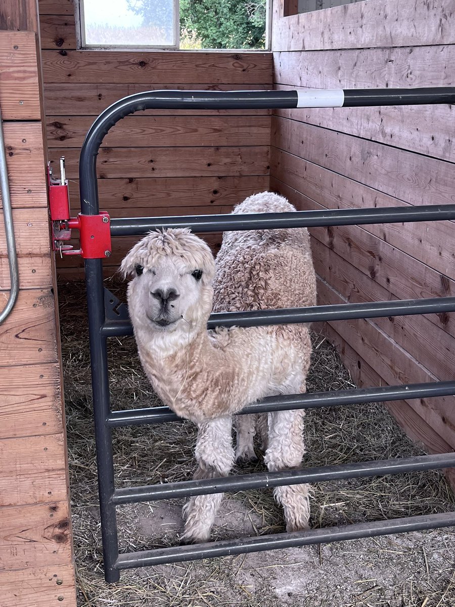 rb_transition's tweet image. Perfect day at Magic Meadows Alpaca Farm! 🦙☀️ We rescheduled due to rain and lucked out with the best weather. Huge thanks to Sally for being such an informative and kind host. Grateful for today! #communitybasedlearning