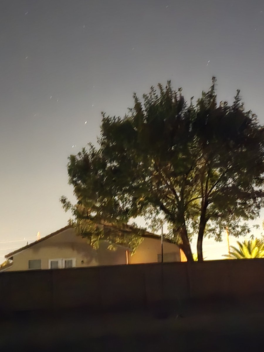 The_GhostofCali's tweet photo. Ok, I need yall to tell me you see this dog in this tree. My mods keep saying Im crazy https://t.co/Lokk6iTXdf