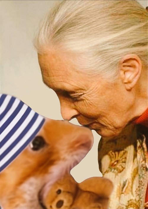 Joey Santiago 🐹🍓 tweet media