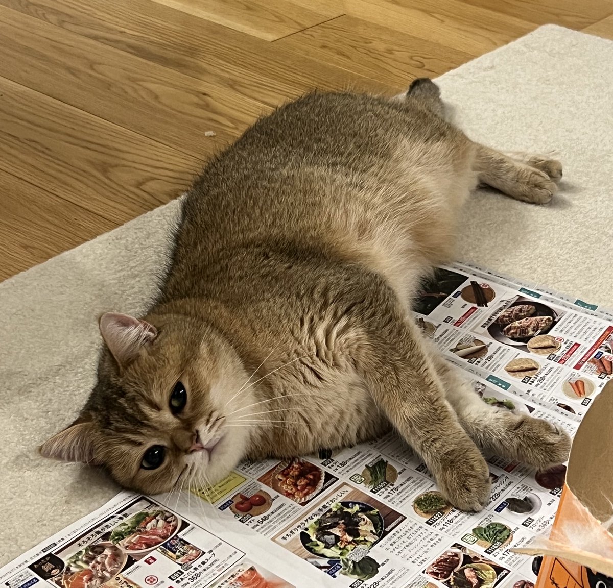 さっきまで家中大暴走してたのに急に電池切れして自由すぎる