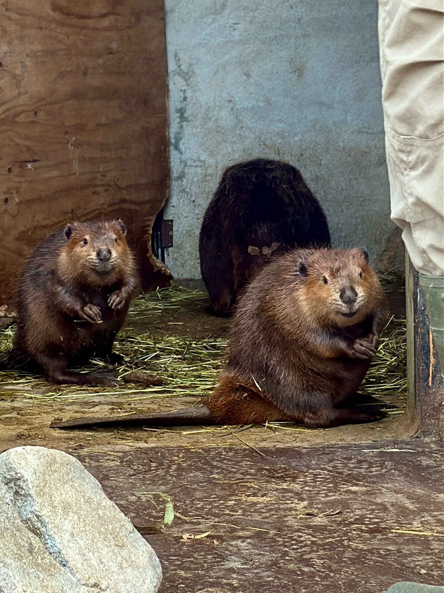 びからった (@vibaotter) / X