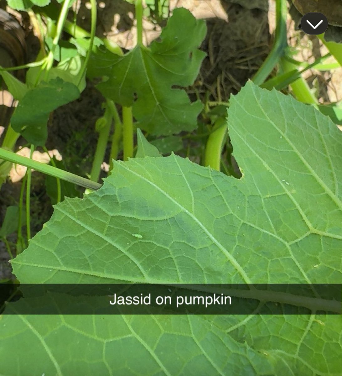 Bryce Sutherland tweet media