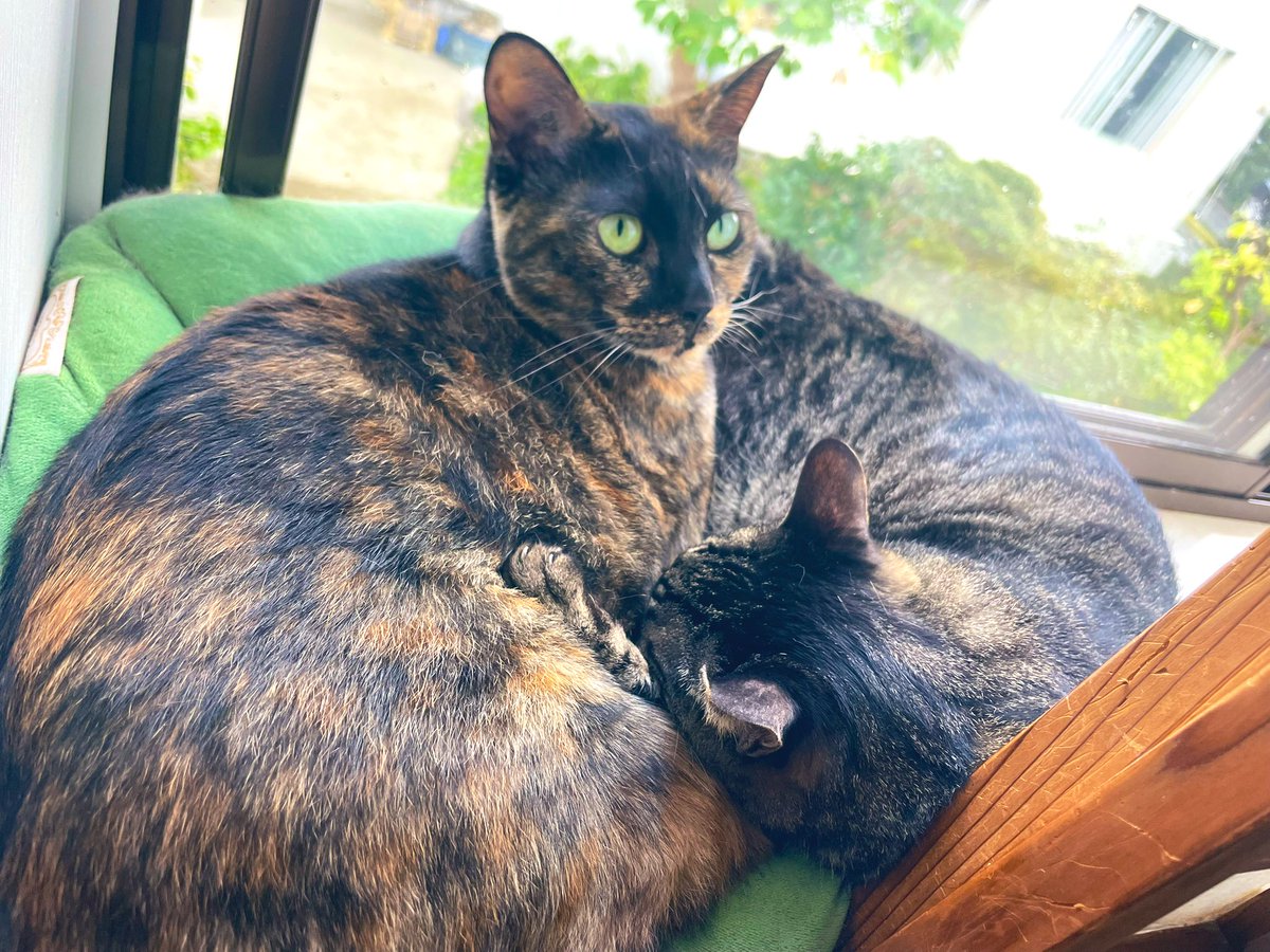 寝てる時、兄妹逆転するみたい。
ﾘｺはお母さんの顔。