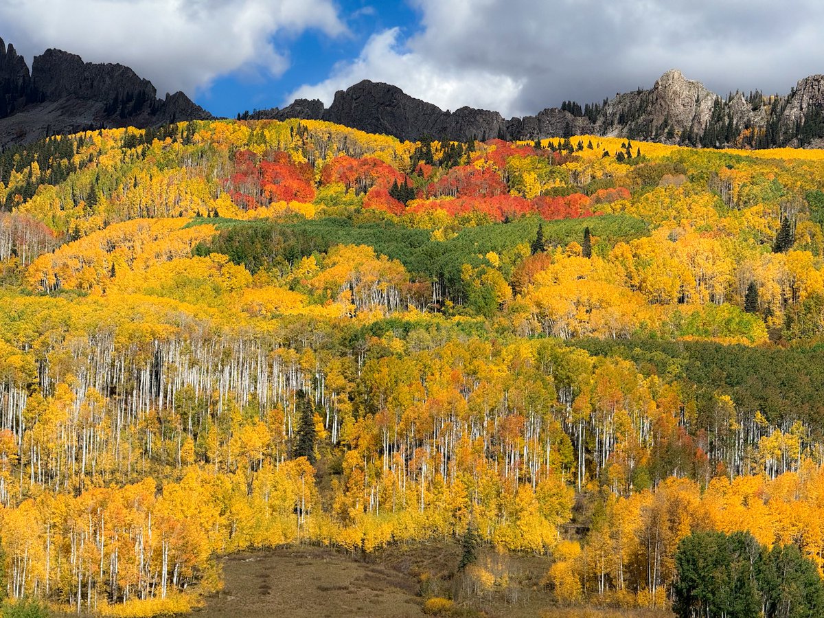 Peak color at Kebler Pass is probably just a day or two away!