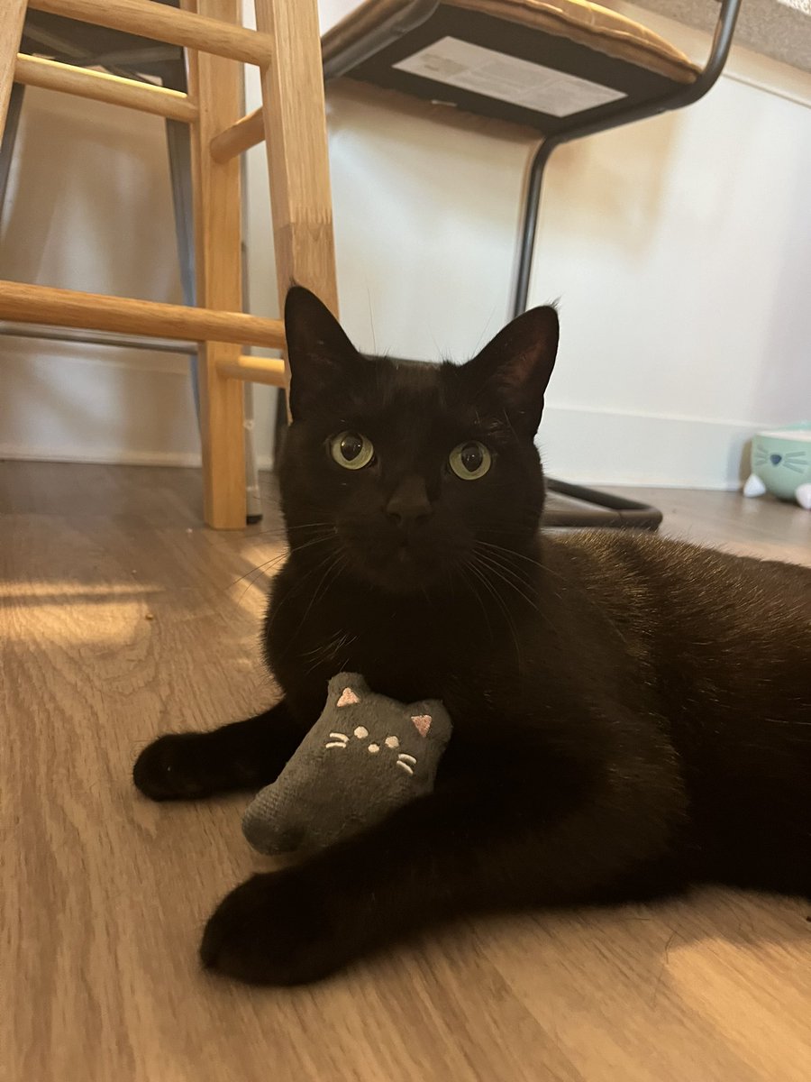 Me and my spooky dude are VERY pumped about this month’s <a href="/finchcareapp/">Finch</a> theme 🙂‍↕️🙂‍↕️🙂‍↕️