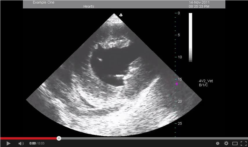 epsom80's tweet photo. When buying a horse you check:
X-rays ✅
Scope ✅
So why wouldn’t you check:
Cardio
Biomechanics
Stride Length
The more you know about a horse the better decision you can make when it comes to purchasing!
Get in touch and get ahead of the competition!! #metricsequine #data https://t.co/DHjs4gG9CT