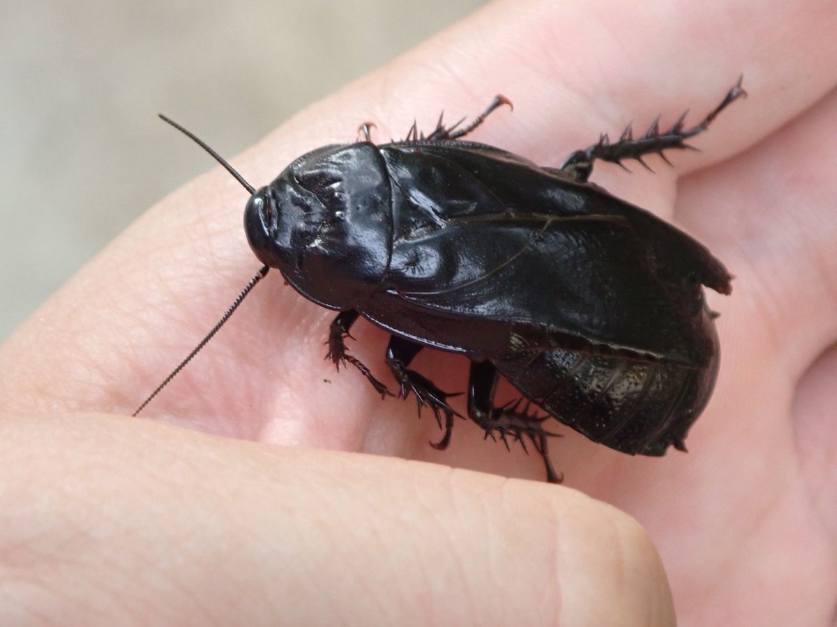 天然オオゴキブリ　4匹セット　滋賀県　比叡 マダガスカルオオゴキブリ ポルテントーサ 4匹 | まるころ商店〜まるく