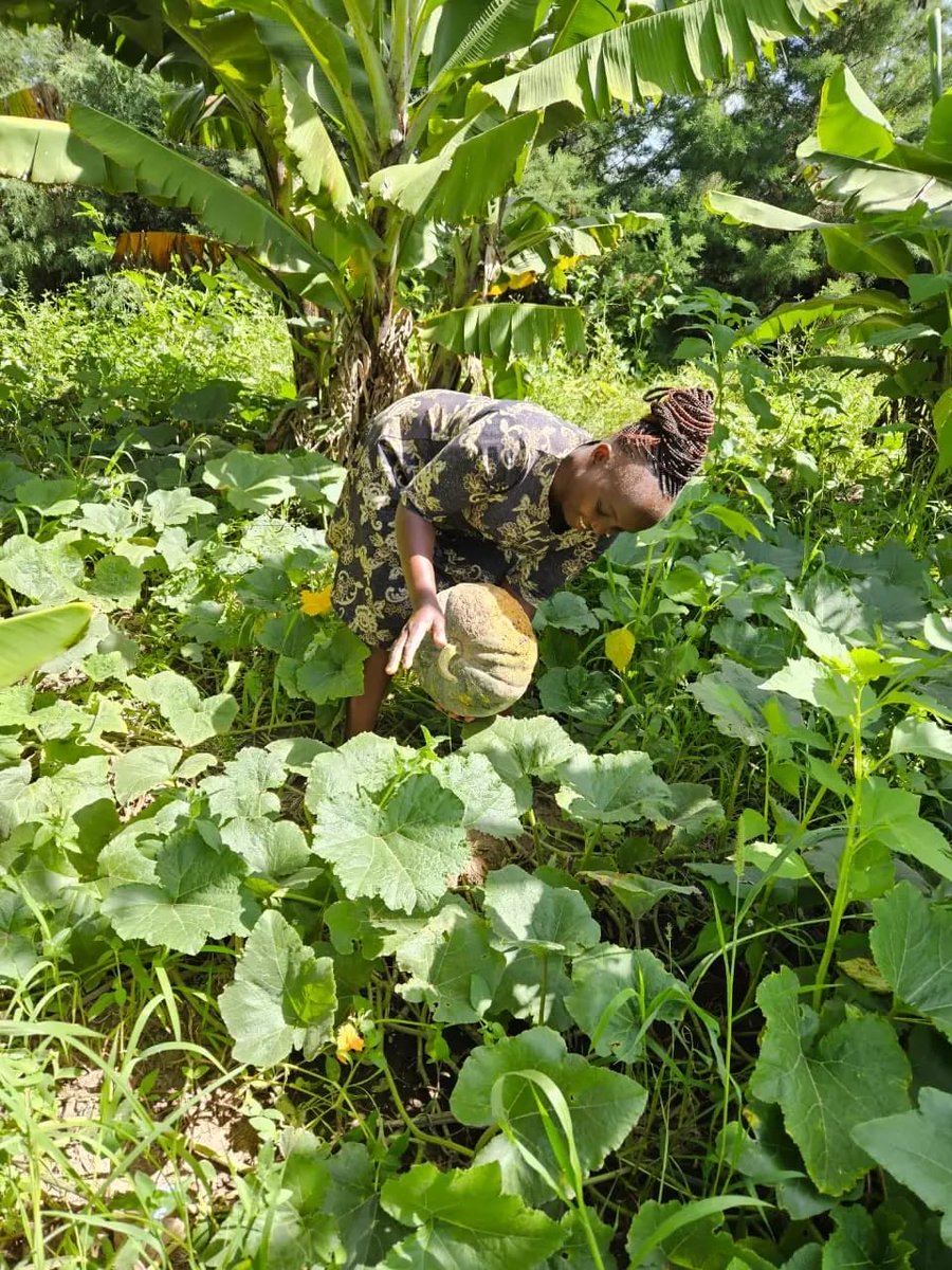 climavox's tweet photo. Africa is facing a food crisis, and it’s getting worse! The youths hold the key to the future of Sustainable Food Systems in Africa. https://t.co/b7RPOYWiJ3
