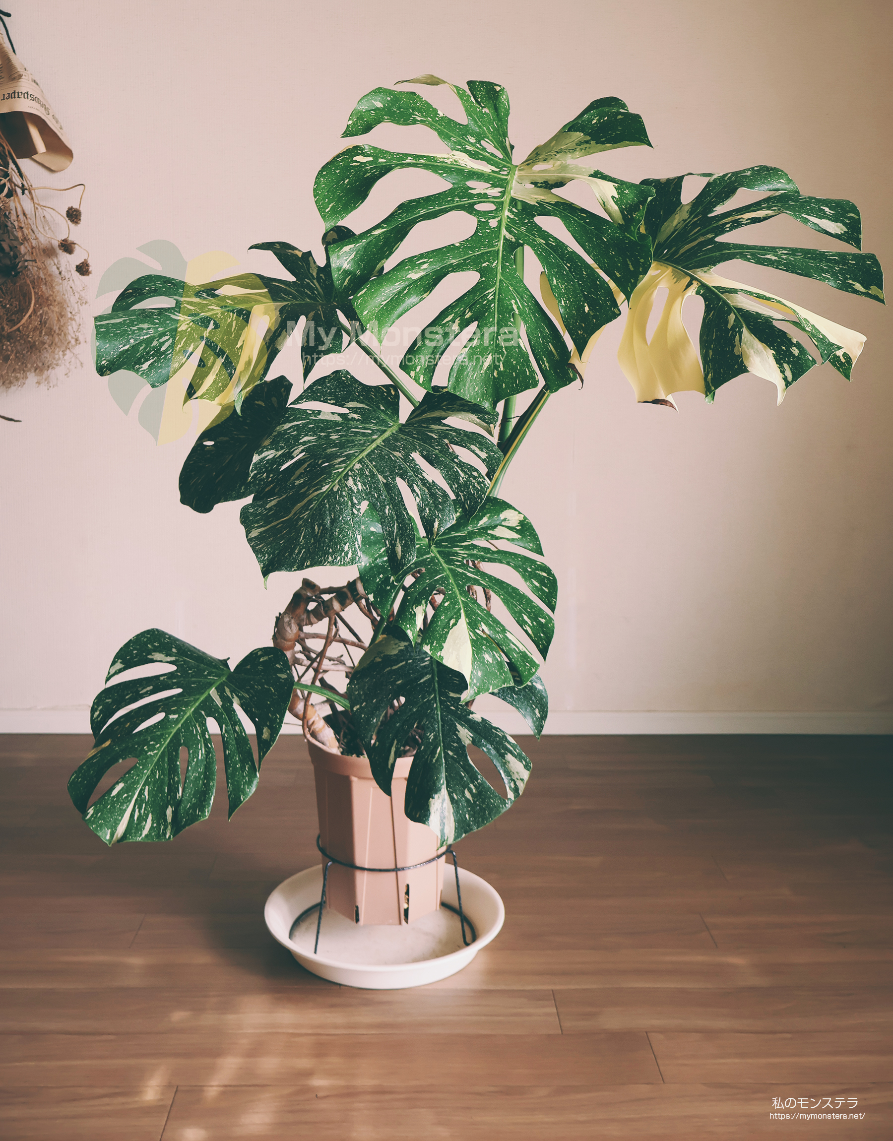 k*j様 モンステラ デリシオーサ プラチナム モンステラ デリシオーサ