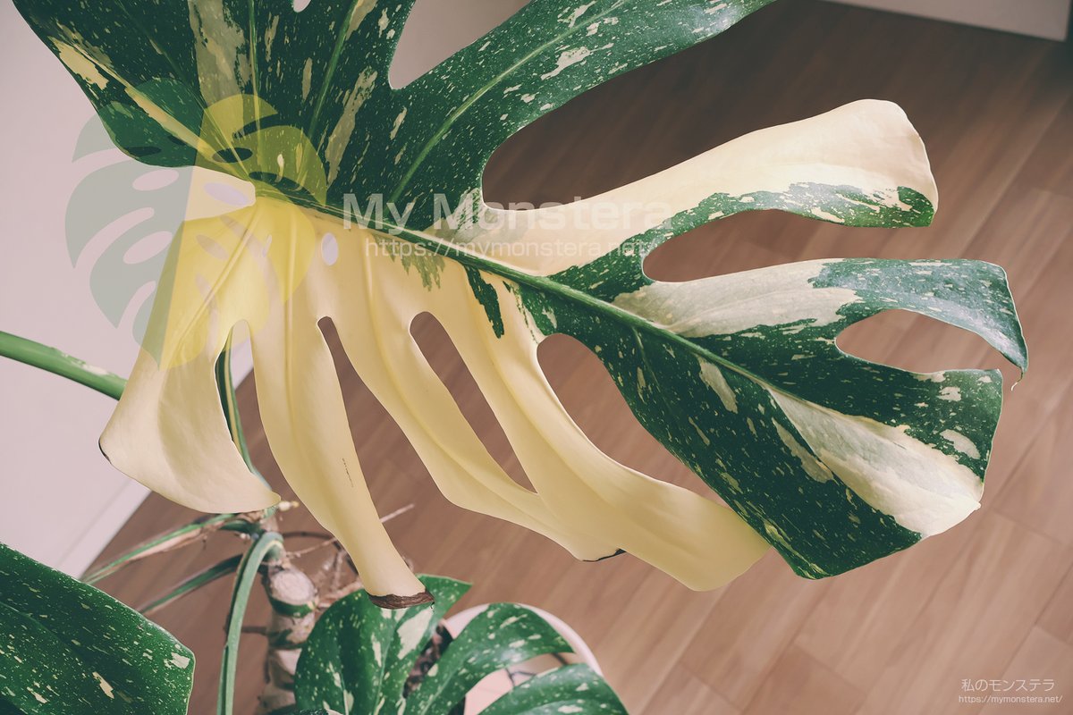 私のモンステラ (@mymonstera) / X