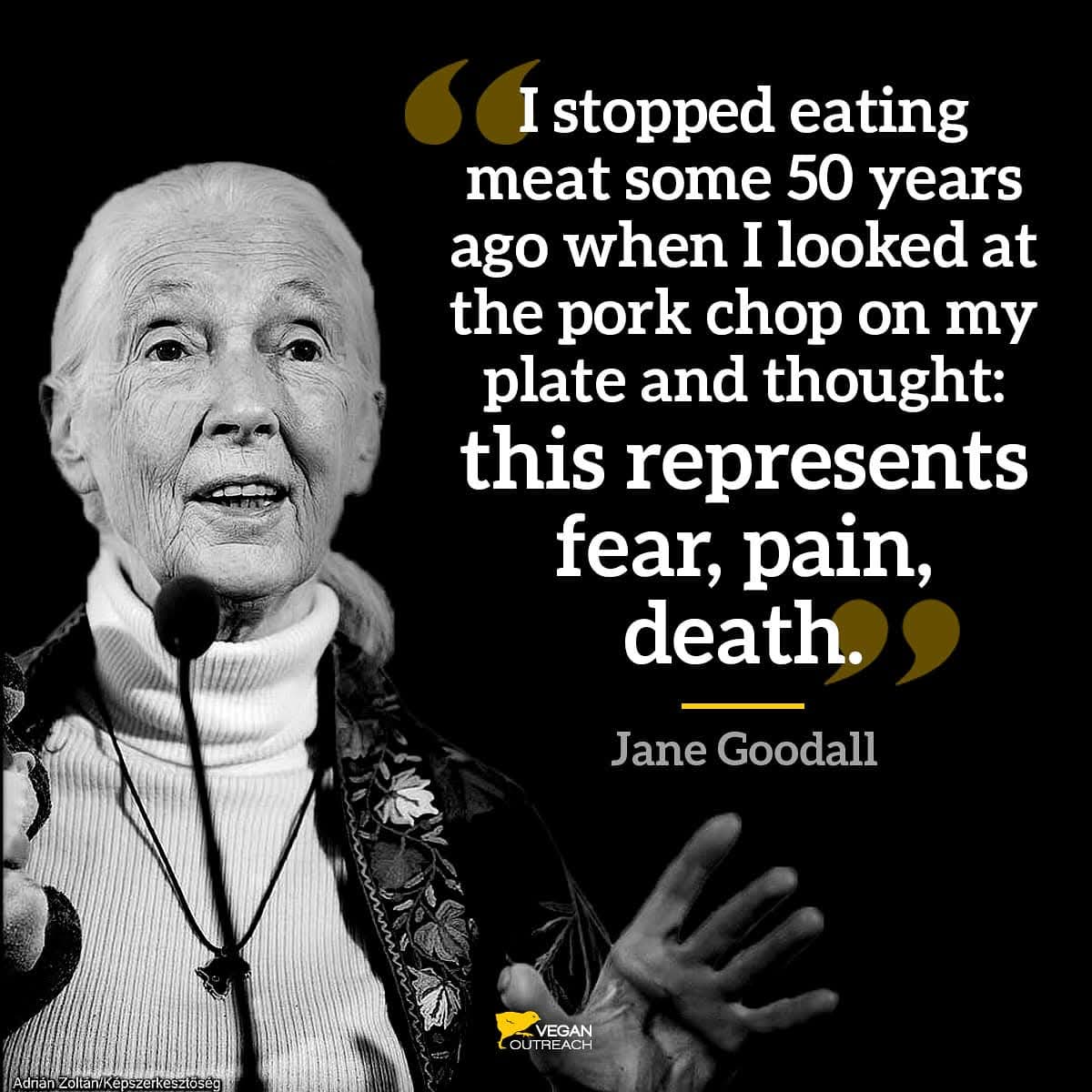 BlueStateVote's tweet image. RIP 💔🐾🌈