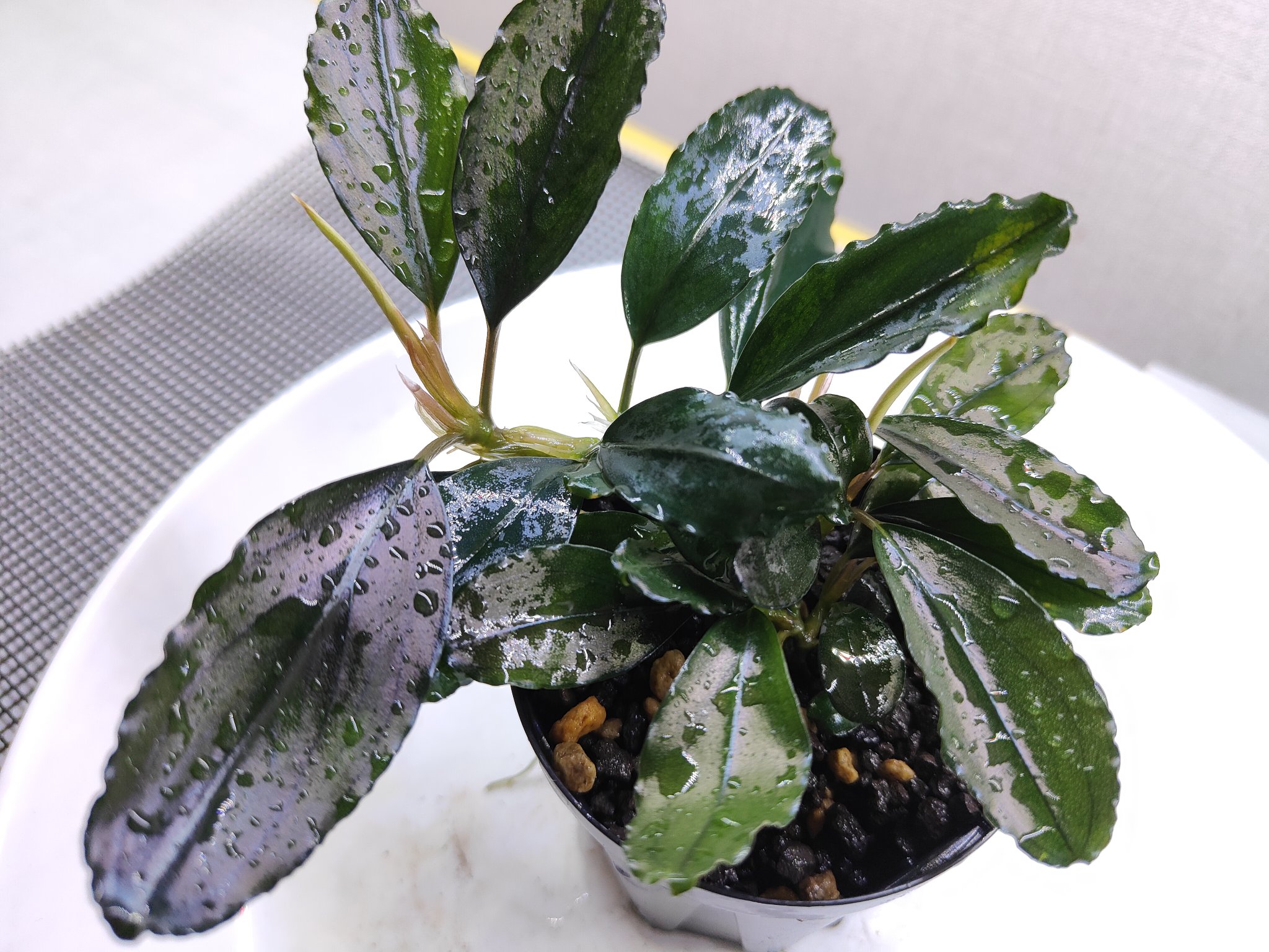 807さんBUCEPHALANDRA 光沢優先 807さんBUCEPHALANDRA 光沢優先 807さんBUCEPHALANDRA 光沢優先