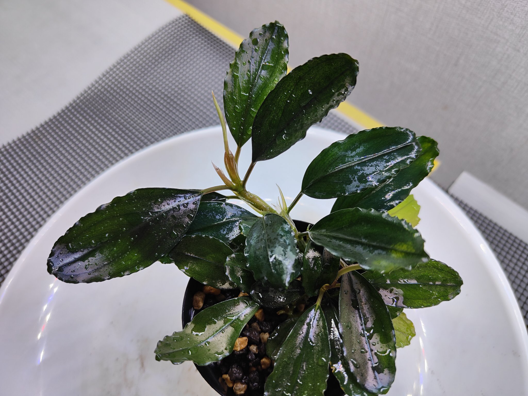せ*ね様 TB便‼️Bucephalandra sp dark gray① TB便ブセファランドラ入荷 | アクアセノーテのブログ Aqua Cenote