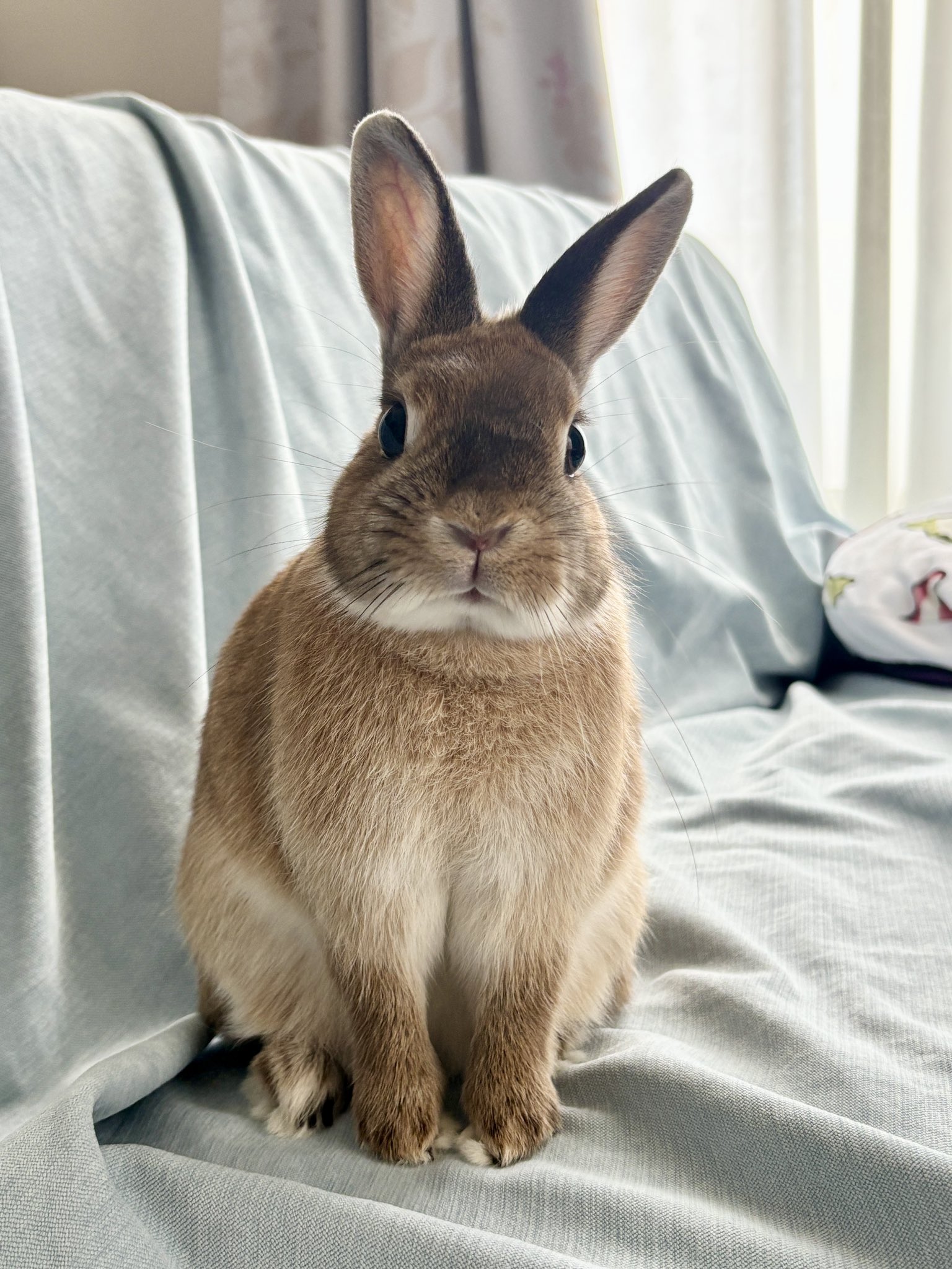 うさぎ うさぎのしっぽ横浜店 on X: 