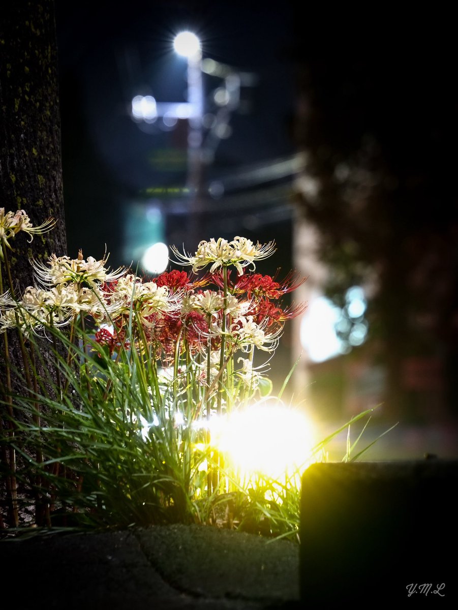『秋の訪れ🍂』

まさか近所の歩道に咲いているなんて😂

#LUMIXs5
#彼岸花
#ファインダー越しの私の世界
#カメラ好きな人と繫がりたい 
#写真好きな人と繋がりたい
#TLを花でいっぱいにしよう