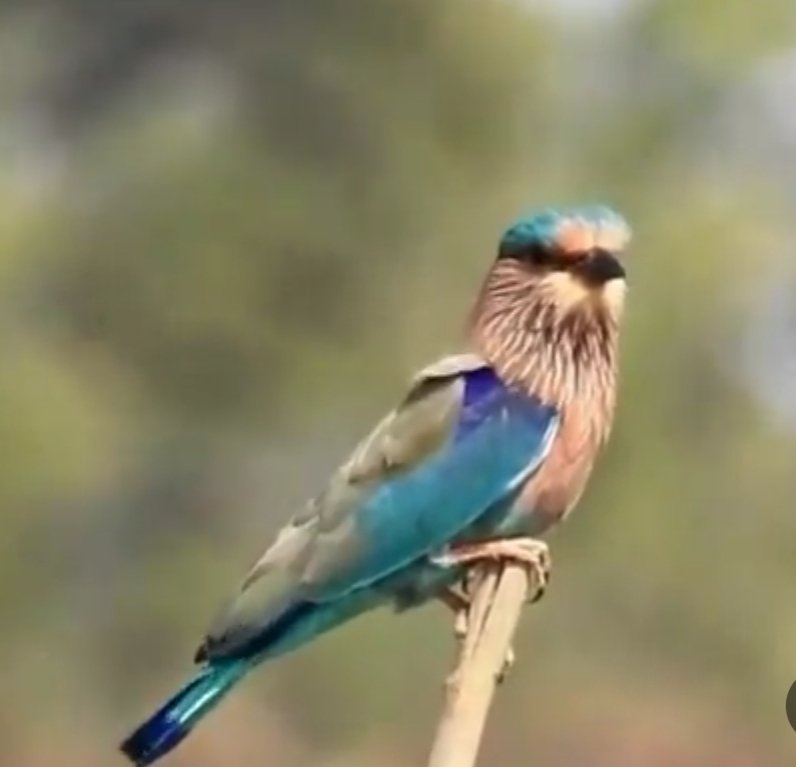 धार्मिक परंपराओं के अनुसार #विजयादशमी के दिन  नीलकंठ पक्षी का दर्शन करना शुभ और भाग्य को जगाने वाला माना जाता है।

"नीलकंठ तुम नीले रहियो,
दूध-भात का भोजन करियो,
हमरी बात राम से कहियो"

नीलकंठ पक्षी सौभाग्य का प्रतीक होता है! 
विजय दशमी की हार्दिक शुभकामनाएं
#Dussehra #Neelkanth