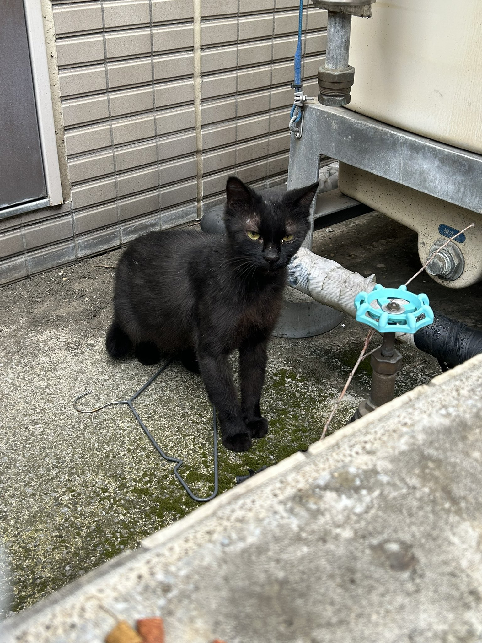 ママネコ様　まとめ4点 ママネコ様 まとめ4点 My cat loves me too much and it's a