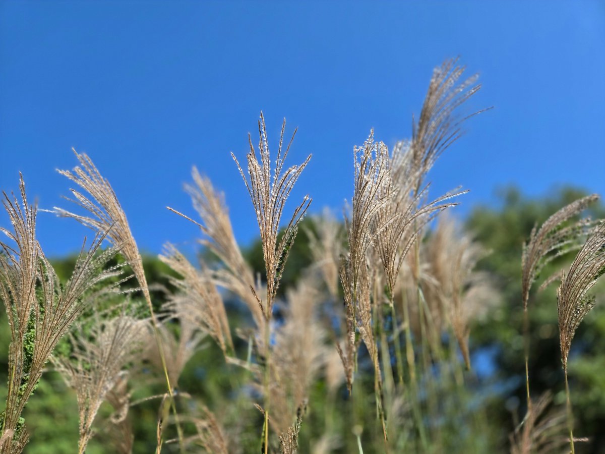 久し振りにup❇️

早いもので、すっかり秋ですね！
空の高さも、風の流れも
変わって来ました❣️

青空にススキゆらゆら✨
浄化されるｷﾌﾞﾝ🎵

忙しい中でも日々楽しみいっぱい
毎日を大事に過ごしたいと思う

午後からも頑張っていこ😄