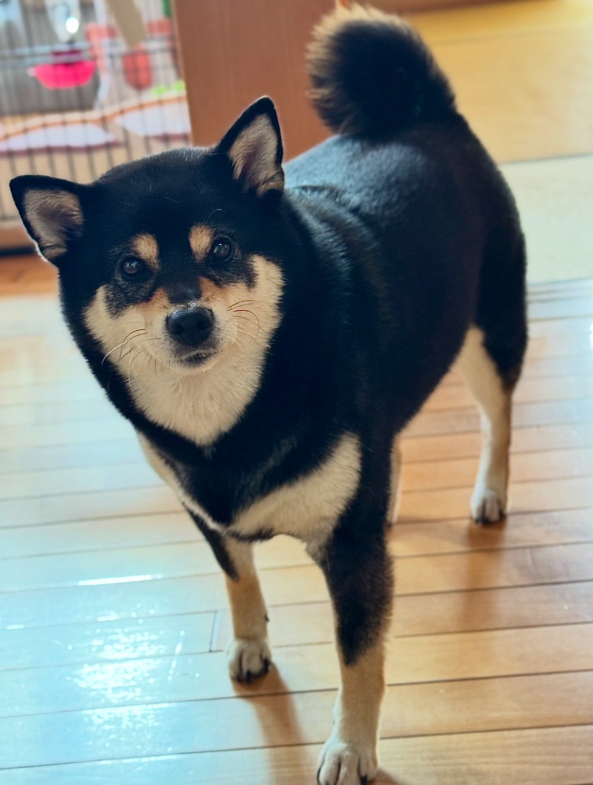 黒柴©️（感謝） ≪親黒柴≫ 黒柴犬親子のオーナメント ガーデン 置物 G87909の