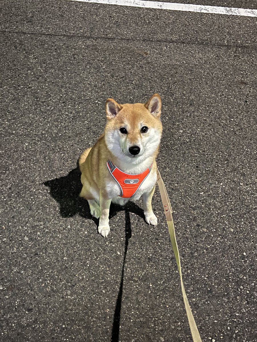 飼い主が自販機でジュースを買うのを見守る犬がなぜかいつも勇ましい