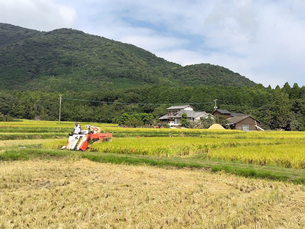 #荘園米 の #収穫 始まっています!
#荘園 #田染荘 #重要文化的景観 #世界農業遺産国東半島宇佐地域 #世界農業遺産 #豊後高田市 #国東半島 #大分県 #収穫祭 は10月12日（日）